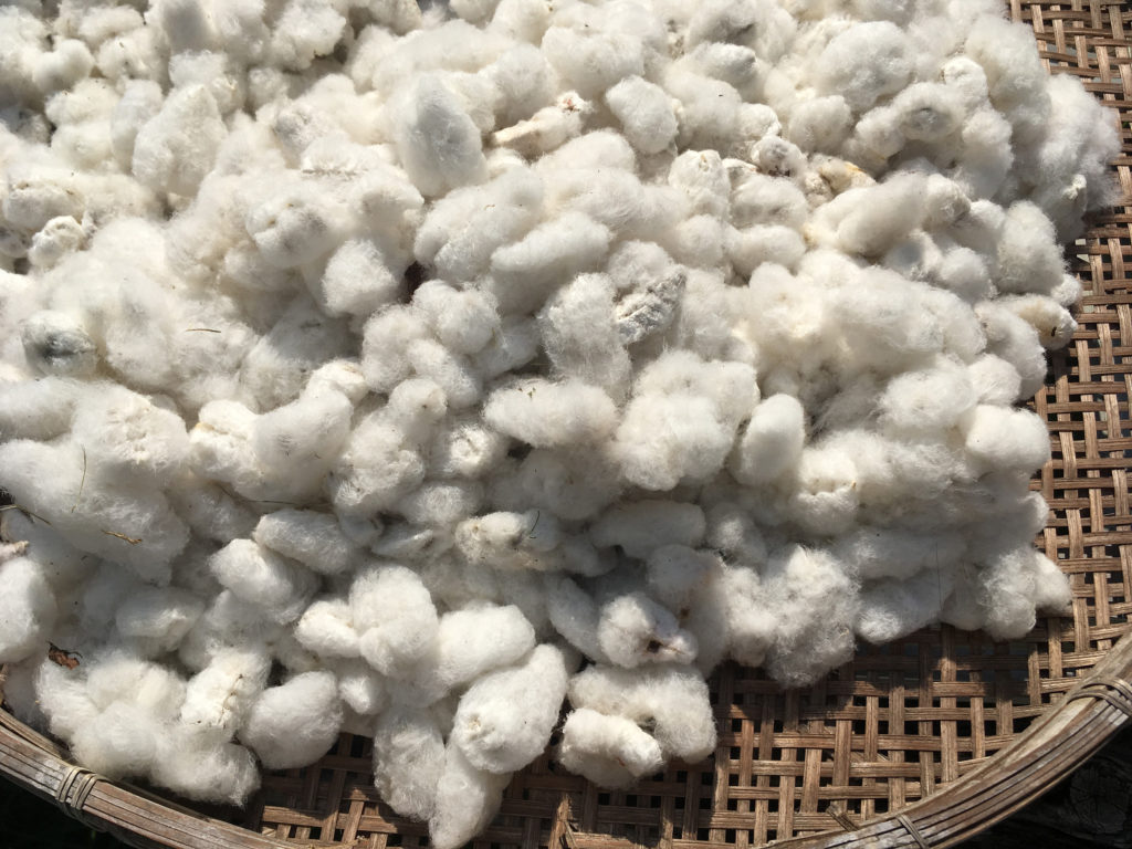 収穫された綿